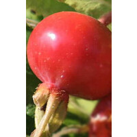 Suchy Ekstrakt z Owocu Dzikiej Róży-70% naturalnej witaminy C