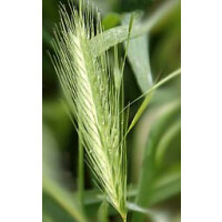 Kwas Fitowy - Phytic Acid - 50% - zwalcza przebarwienia