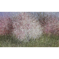 Fototapeta drzewa kwitnąca wiśnia Wonderwall Bloom 35052308