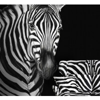 Mural zebra Dolce & Gabbana TCW001 TCAI5 UZ005 N.1