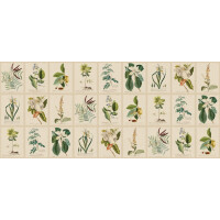 Fototapeta botaniczna vintage Sandberg S10598 Flora Green Herbarium
