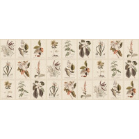 Fototapeta botaniczna vintage Sandberg S10599 Flora Sepia Herbarium