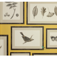 Tapeta botaniczna ramki 213396 Sanderson Voyage of Discovery