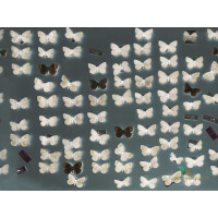 Fototapeta Wall&Deco WDXR1802 X-RAY Contemporary 2018