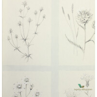 Tapeta zielnik Sanderson 216513 Little Thistles