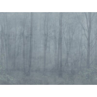 Fototapeta zamglony las Sandberg S10106 Skog Misty Blue Jordnara