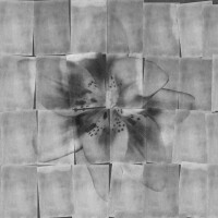 Tapeta kwiat Wall&Deco WDSI2202 S'il vous plait Contemporary 2022