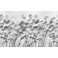 Fototapeta trawy trzciny London Art 15134-06 Gone With The Wind Exclusive Wallpaper 2022 Iconic Re-Edition
