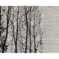 Fototapeta pod prysznic w drzewa i kafle WET_FG1502 Fagales Wall and Deco