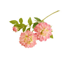 Dalia 62Cm - Comfort Living
