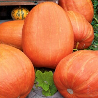 DYNIA Olbrzymia Golias 3g