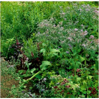 Mieszanka ziół- Miododajne jednoroczne