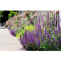 Mieszanka roslin odstraszających komary