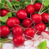 Rzodkiweka Saxa2  10g