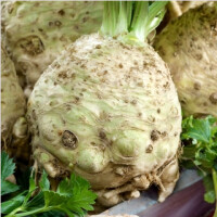 Seler korzeniowy Maxim- późny 1g