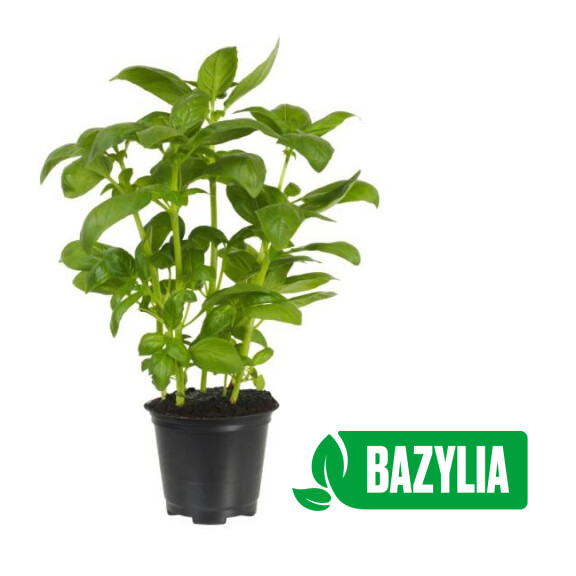 Bazylia doniczka