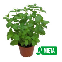 Mięta doniczka