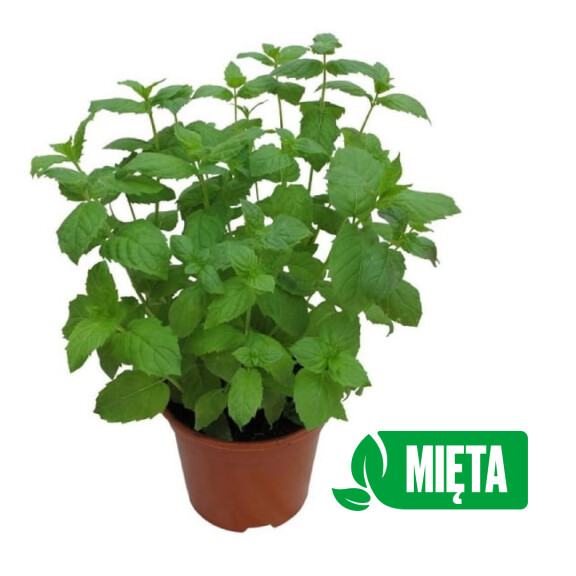 Mięta doniczka