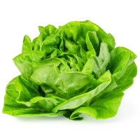 Sałata masłowa 1szt