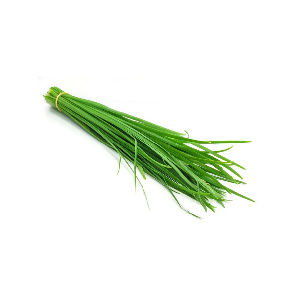 Szczypior Paluch pęczek