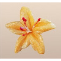 Kwiat gwiezdny pył z cukru 4 cm, herbaciany, komplet 5 szt. | MAGMART, 041