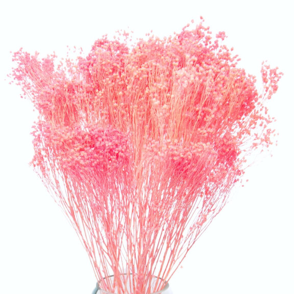 Suszone kwiaty - żarnowiec, broom bloom różowy - bukiet