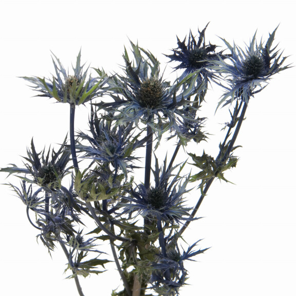Suszone kwiaty - mikołajek (Eryngium) - bukiet