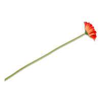 Kwiat Gerbera GERBERIS