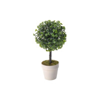 Bukszpan w doniczce BUXUS